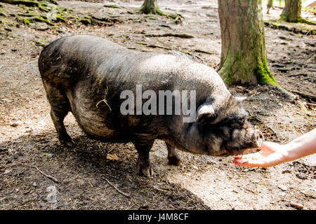 dicke graue Schwein im offenen Wald in Europa Stockfoto