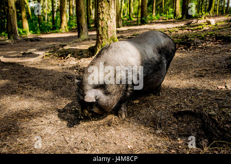 dicke graue Schwein im offenen Wald in Europa Stockfoto