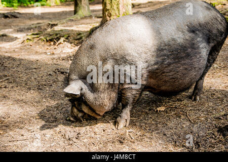 dicke graue Schwein im offenen Wald in Europa Stockfoto