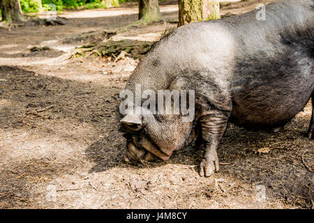 dicke graue Schwein im offenen Wald in Europa Stockfoto