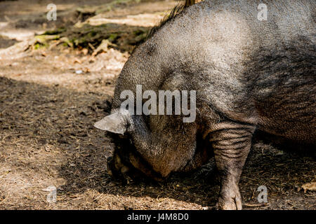 dicke graue Schwein im offenen Wald in Europa Stockfoto