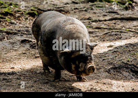 dicke graue Schwein im offenen Wald in Europa Stockfoto