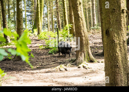 dicke graue Schwein im offenen Wald in Europa Stockfoto