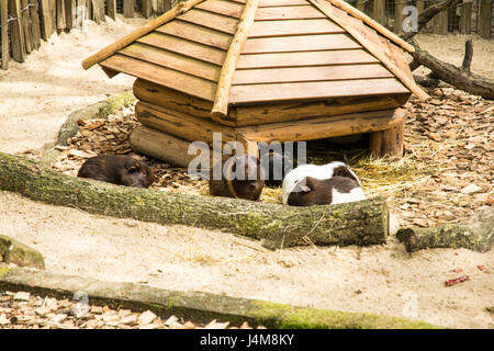 schöne dicke Hamster in einem Zoo Europas Stockfoto