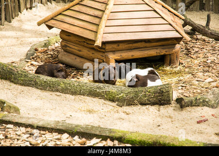 schöne dicke Hamster in einem Zoo Europas Stockfoto