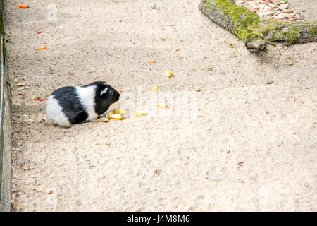 schöne dicke Hamster in einem Zoo Europas Stockfoto