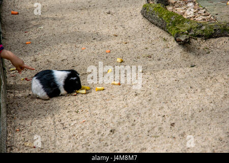 schöne dicke Hamster in einem Zoo Europas Stockfoto