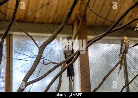 bunter Vogel in einen großen Käfig auf einem hölzernen Zweig Stockfoto