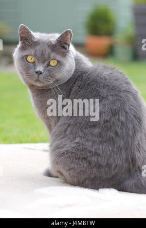 Britische blau / kurze Haare Katze hinter, in einem klassischen britischen Garten schauen Stockfoto