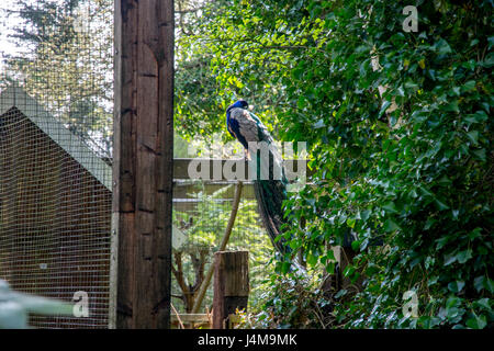 bunte Pfau auf einem hölzernen Ast Stockfoto