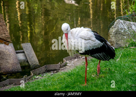 schöne weiße Storch Reinigung selbst Stockfoto