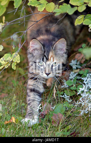 Kätzchen grau Tabby im Busch versteckt Stockfoto