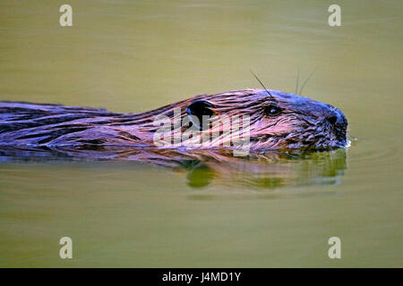 Nahaufnahme von Biber Schwimmen im Teich beobachten Stockfoto