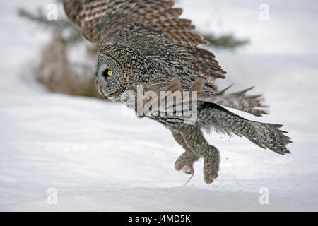 Großen grau-Eule ausziehen mit Maus im talon Stockfoto