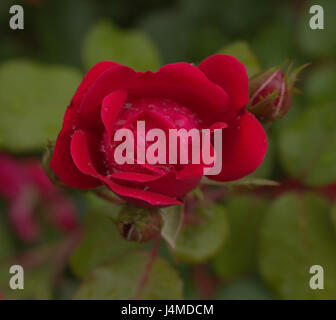 Rote Doppel-KO-Rosen mit raindriops Stockfoto