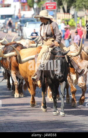 Ft Worth Texas Stock Yards Cowboy Rinder Stockfoto