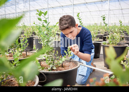 Hispanische Junge kniend im Gewächshaus Pflanzen untersuchen Stockfoto