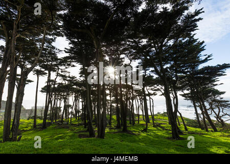 Sonnenstrahlen durch Bäume in der Nähe von Meer Stockfoto