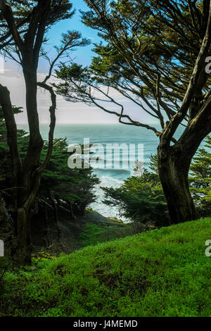 Bäume auf Hügel in der Nähe von Meer Stockfoto