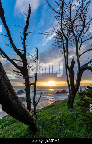 Bäume auf Hügel in der Nähe von Meer bei Sonnenuntergang Stockfoto