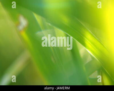 Extreme Nahaufnahme des Rasen Hintergrund abstrakt Stockfoto