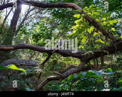 Kookaburra auf Baum Ast in Forrest Buschland in Yallingup Western Australia Stockfoto