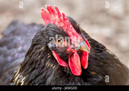 Bild eines schönen schwarzen Huhn mit einer roten Jakobsmuschel Stockfoto