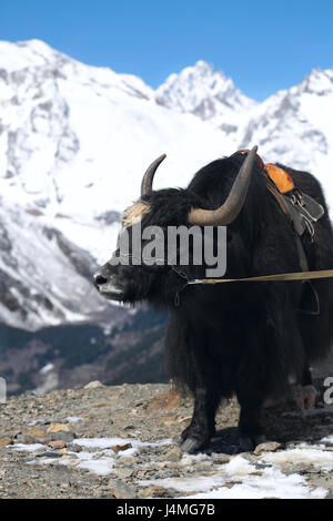 Yak (Bos Mutus) vor Berg mit Gurt, Musat-Cheri, Kaukasus, Dombay, Region Elbrus, Russland Stockfoto