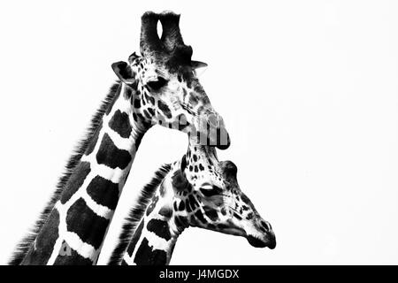 Porträt von zwei verschiedenen Giraffen (Giraffa Giraffe). OL Pejeta Conservancy, Kenia. Stockfoto