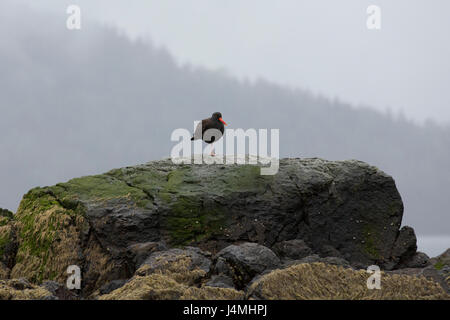 Schwarze Austernfischer (Haematopus Bachmani) auf einem Felsen in den Howe Sound in der Nähe von Vancouver, Kanada. Die Inseln des Klangs sind ein Paradies für Wildtiere. Stockfoto