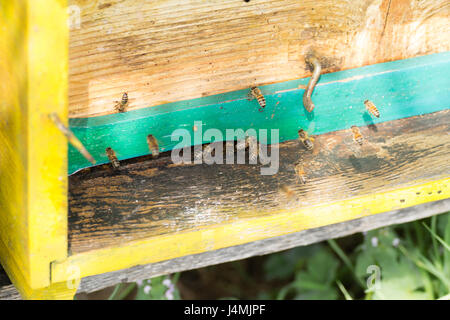 Biene mit Pollen, die in den Bienenstock eingeben. Landleben, Bienenzucht. Bienen hautnah Stockfoto