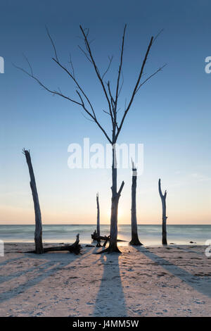 Sonnenuntergang Bäume bei Bier kann Insel Longboat Key, Florida, USA Stockfoto