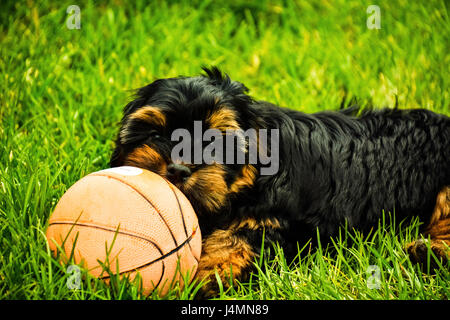 Romeo der Welpe (im Spiel) Stockfoto