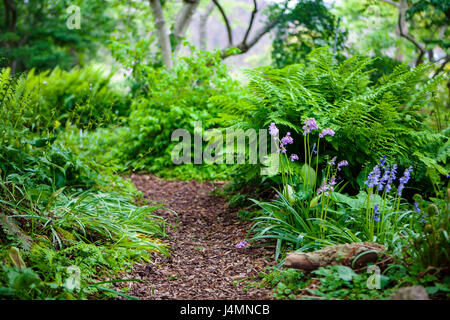 Hortus Botanicus, Botanischer Garten in Leiden, Niederlande Stockfoto