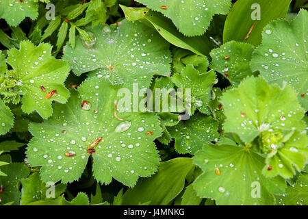 Regentropfen auf Blättern von Alchemilla mollis oder Lady's Mantel Pflanzen Stockfoto