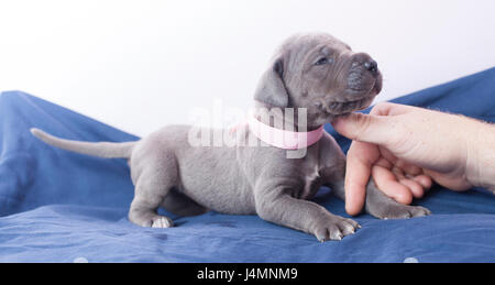 Reinrassige blaue Deutsche Dogge Welpe liebevoll wo es verkratzt wird, ist Stockfoto