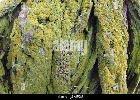 Moos auf Baumrinde Stockfoto