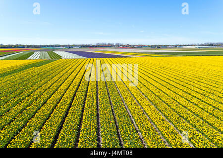 Luftaufnahmen von blühenden Tulpenfelder in der Landschaft aus den Niederlanden Stockfoto