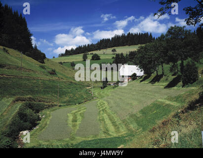 Deutschland, Schwarzwald, Ford Wangen, Hügellandschaft, Wohn Haus Europa, Baden-Wurttemberg, Landschaft, Ford-Wangen-Neukirch, Hügel, Felder, Wiesen, Gebäude, Schwarzwaldhaus, Bach, Heu-Ernte, Sommer Stockfoto