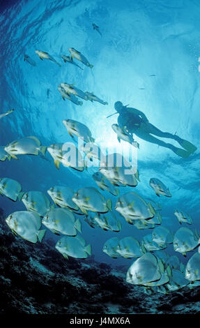 Fisch-Traum, Fledermausfische, Platax Pinnatus, Taucher Stockfoto