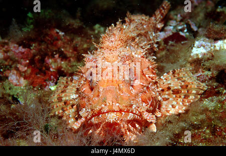 Großer roter Drachenkopf, Scorpaena scrofa Stockfoto