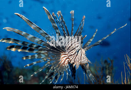 Rotfeuerfischen, Pterois volitans Stockfoto