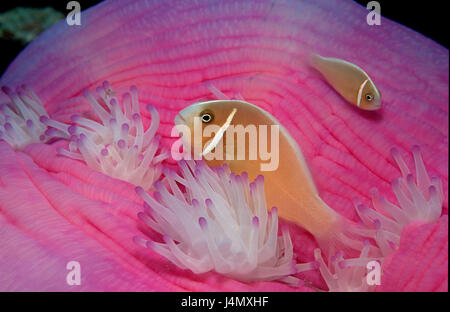 Seeanemone, Halsband-Anemonenfisch Amphiprion perideraion Stockfoto