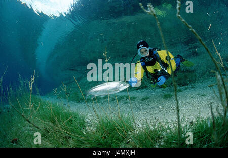 Taucher, Bergsee, Forelle, Oncorhynchus Mykiss, Stockfoto