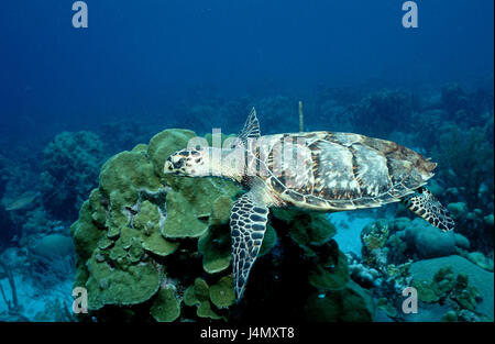 Karettschildkröte, Eretmochelys Imbricata, Korallenriff Stockfoto