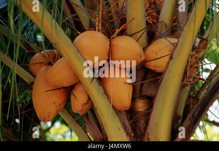 Kokosnüsse, Kokospalme, Cocos nucifera Stockfoto