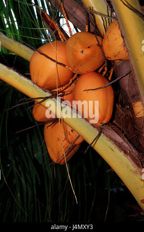 Kokosnüsse, Kokospalme, Cocos nucifera Stockfoto
