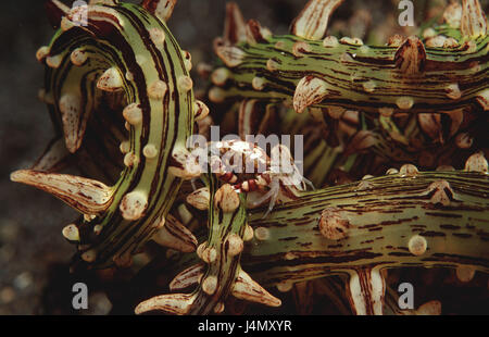 Seeanemone, Krebs, Nahaufnahme Stockfoto