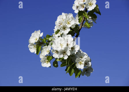 Birnbaum, blühender Zweig, Natur, Pflanzen, Baum, Obstbaum, Obst Saft Birne, Pyrus, Zweig, Blüten, Blüte, weiß, Obstblüte, Himmel, blau, Frühling, Mai, mittlere Nahaufnahme Stockfoto