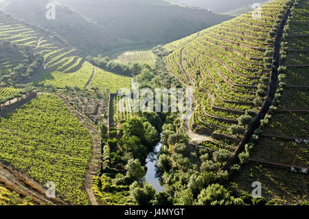 Wasser, Weinberge, Douro-Tal, Portugal, Stockfoto